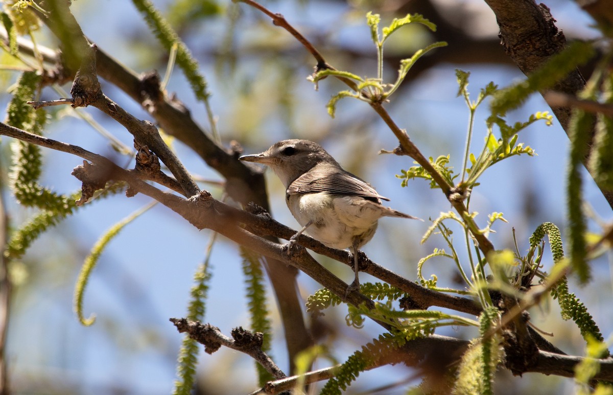 Eastern/Western Warbling Vireo - ML636683427