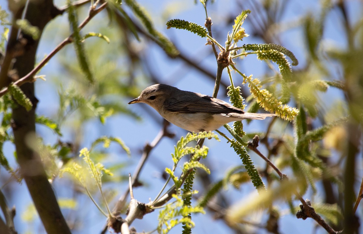 Eastern/Western Warbling Vireo - ML636683428