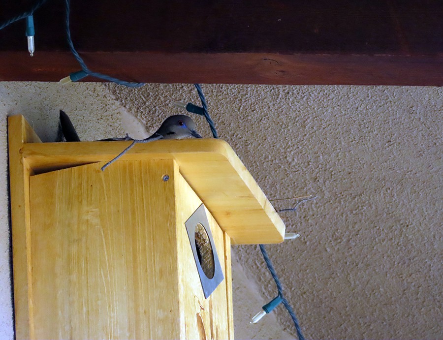 White-winged Dove - ML636683433