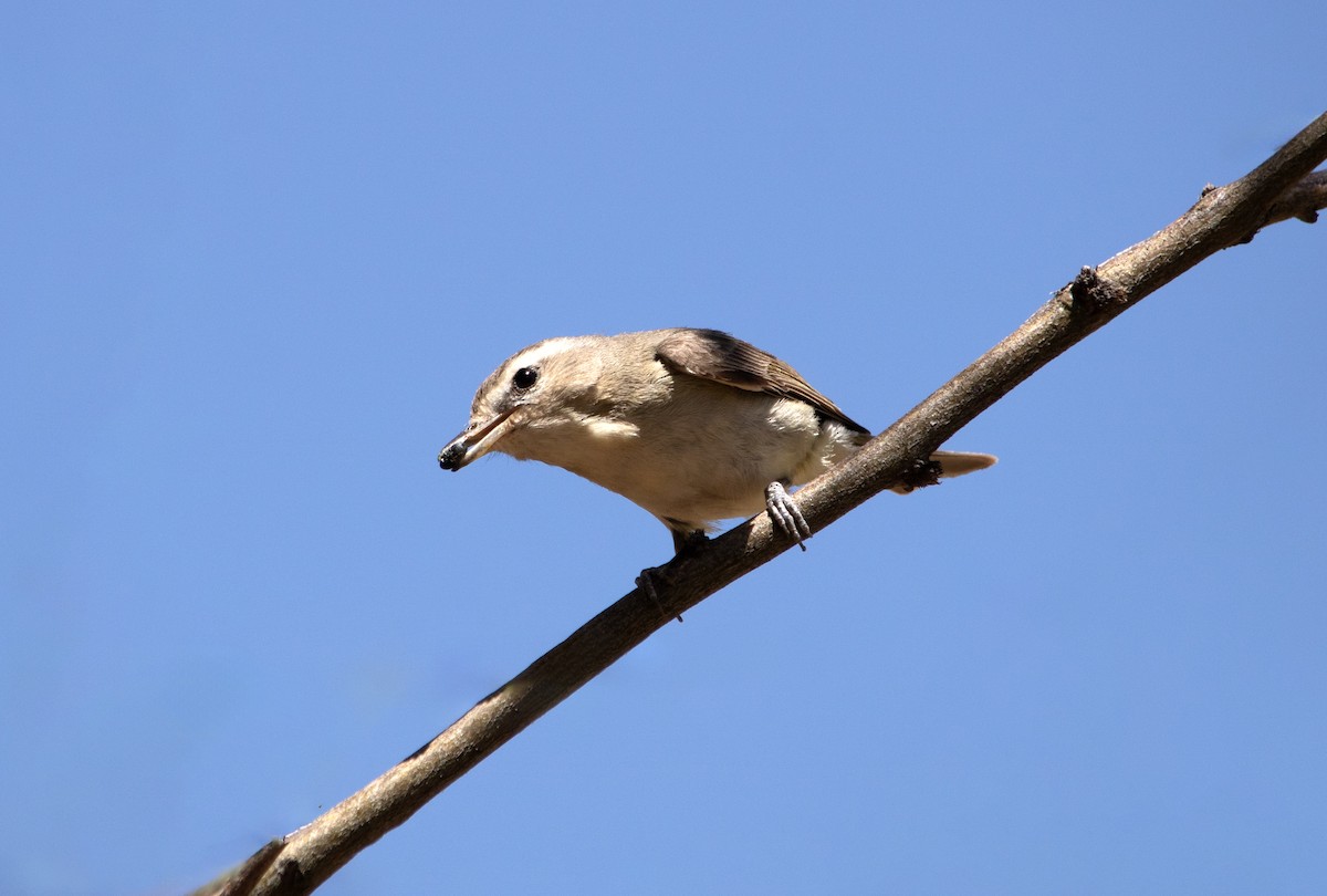 Eastern/Western Warbling Vireo - ML636683447