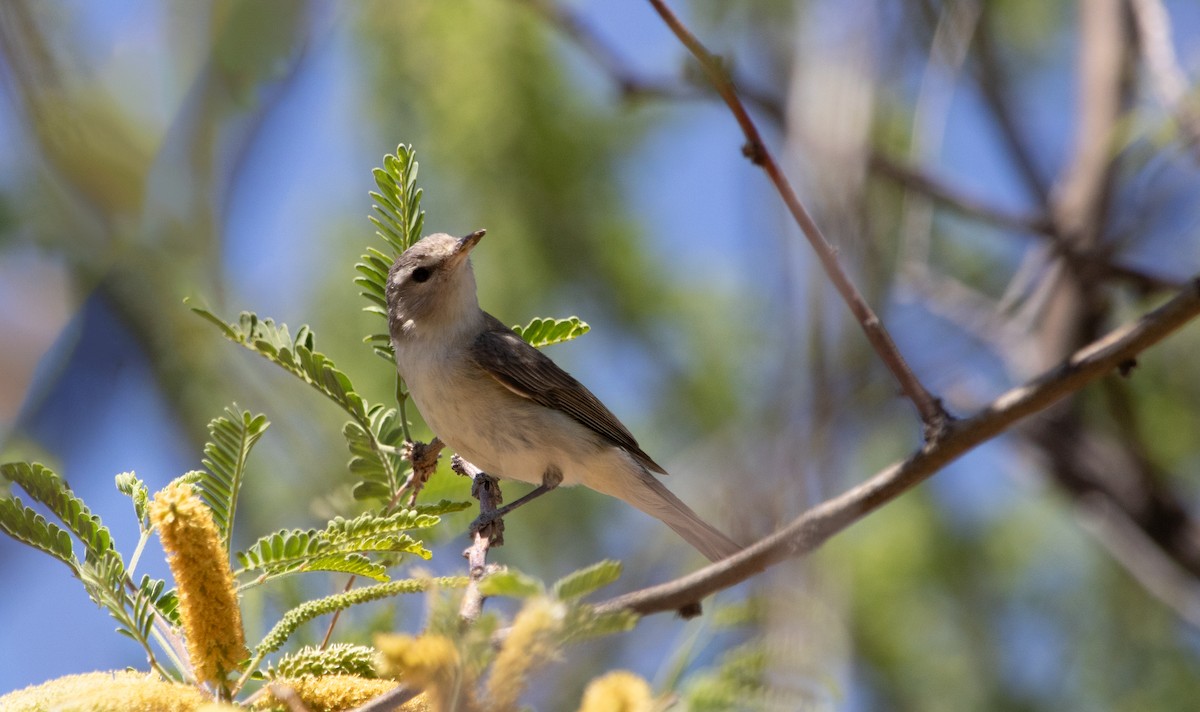 Eastern/Western Warbling Vireo - ML636683448