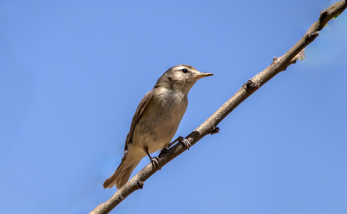 Eastern/Western Warbling Vireo - ML636683449