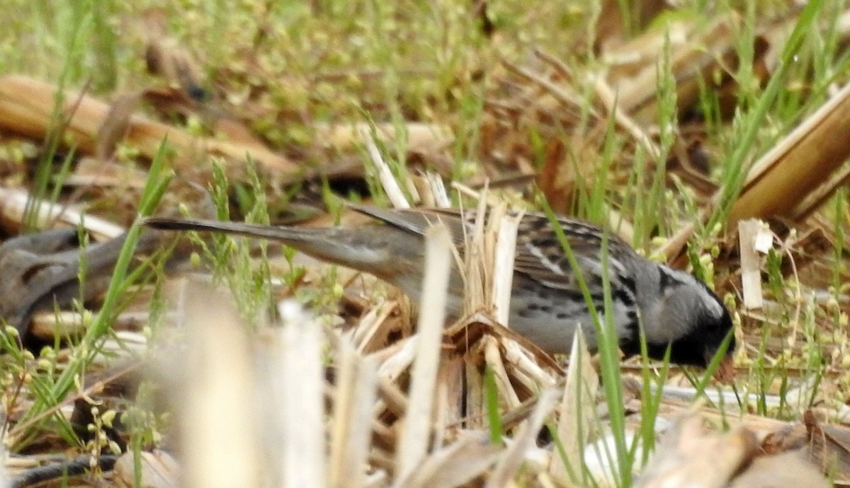 Harris's Sparrow - ML636683451