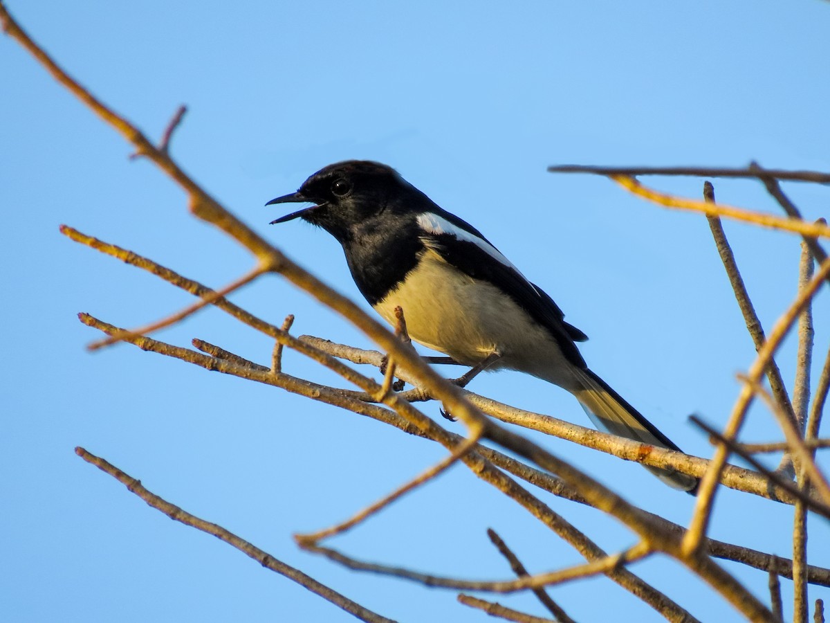 Madagascar Magpie-Robin (White-winged) - ML636683529