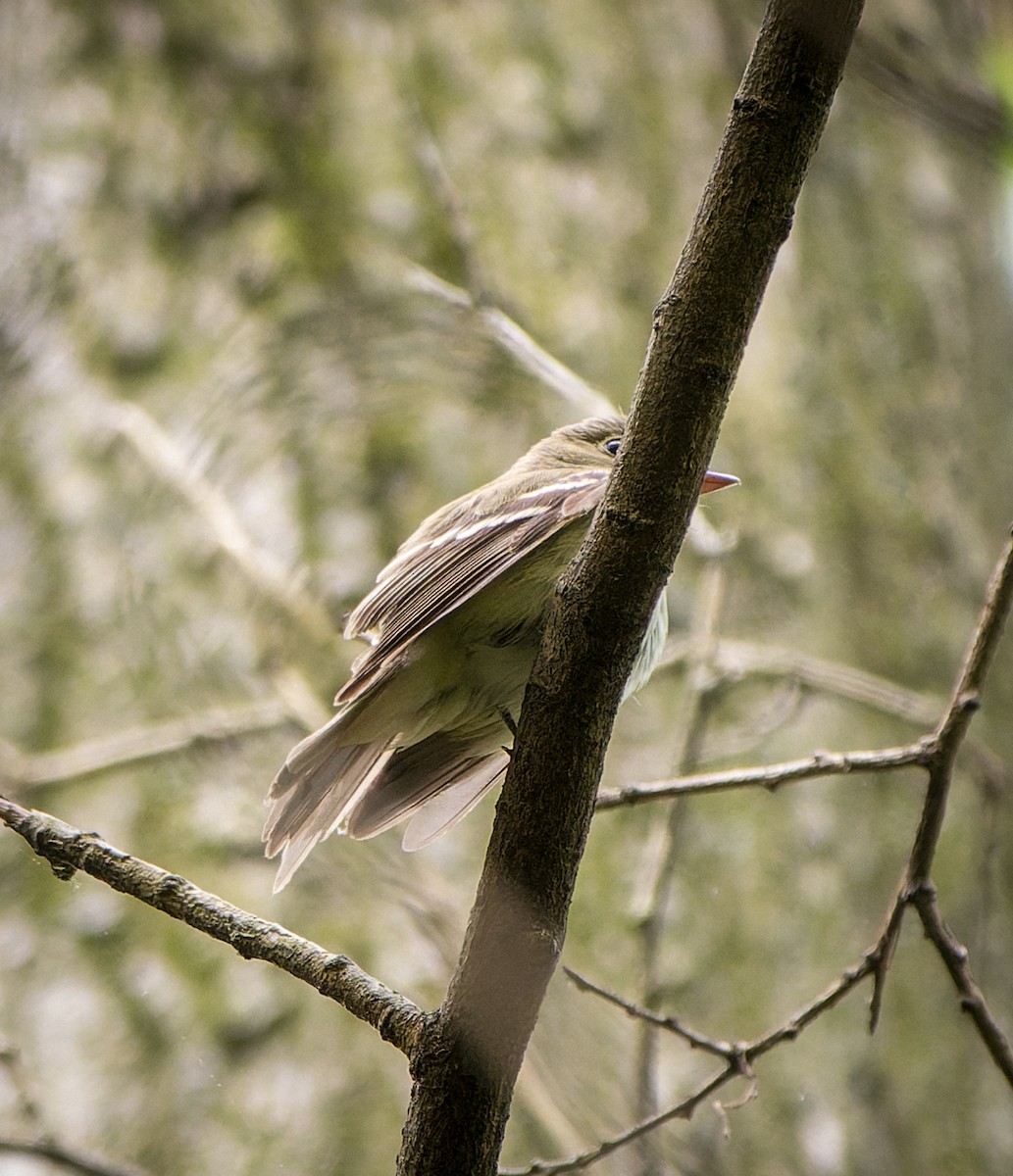 Acadian Flycatcher - ML636683549