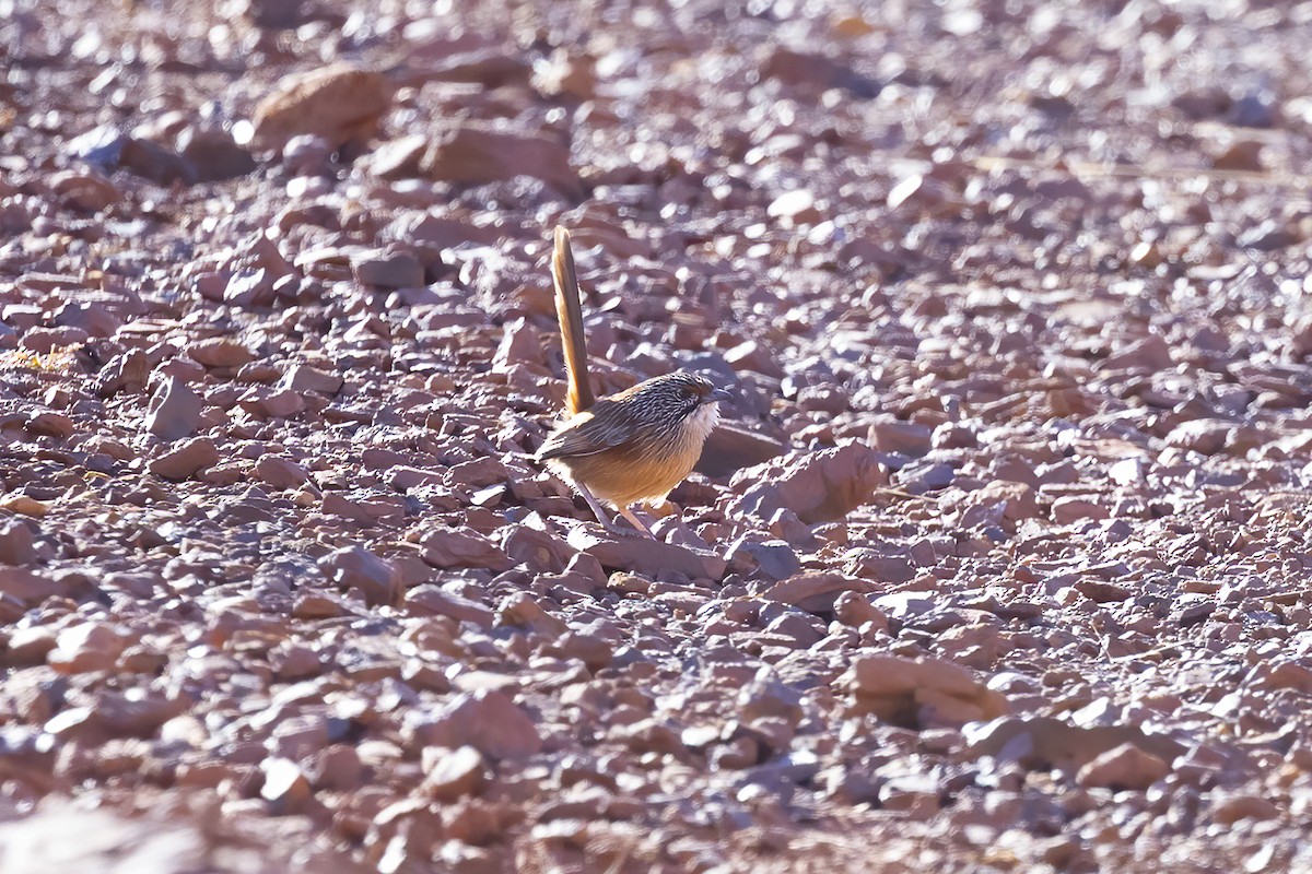 Pilbara Grasswren - ML636683640