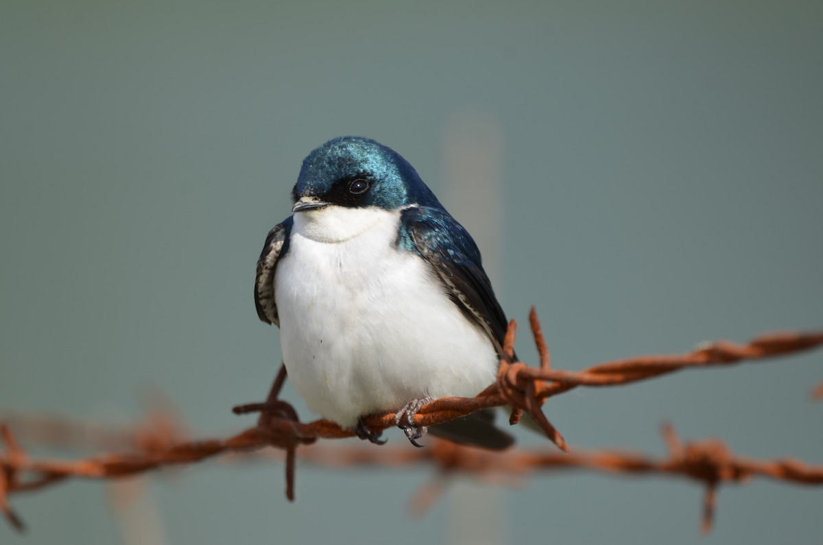 Tree Swallow - ML636683831
