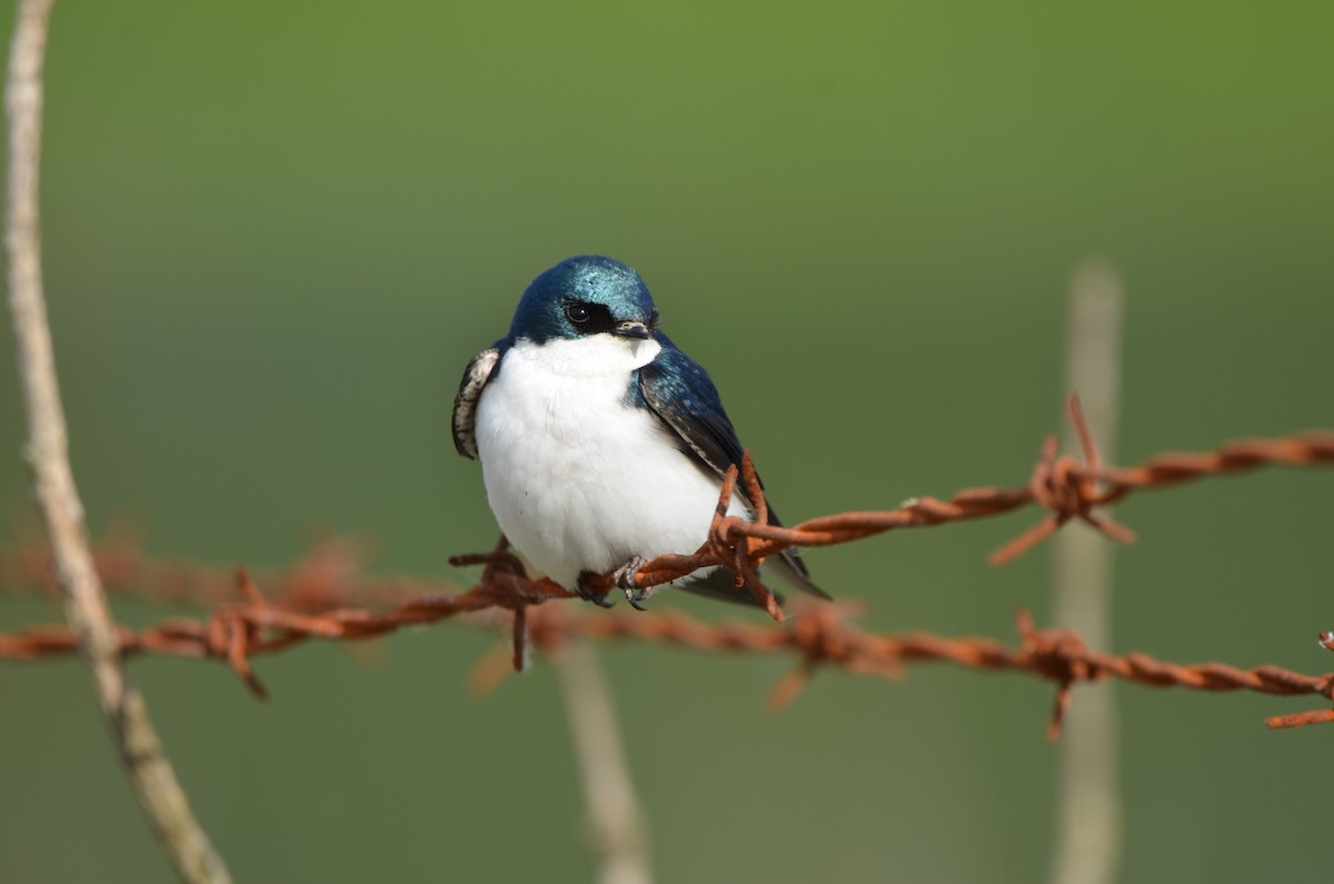 Tree Swallow - ML636683832