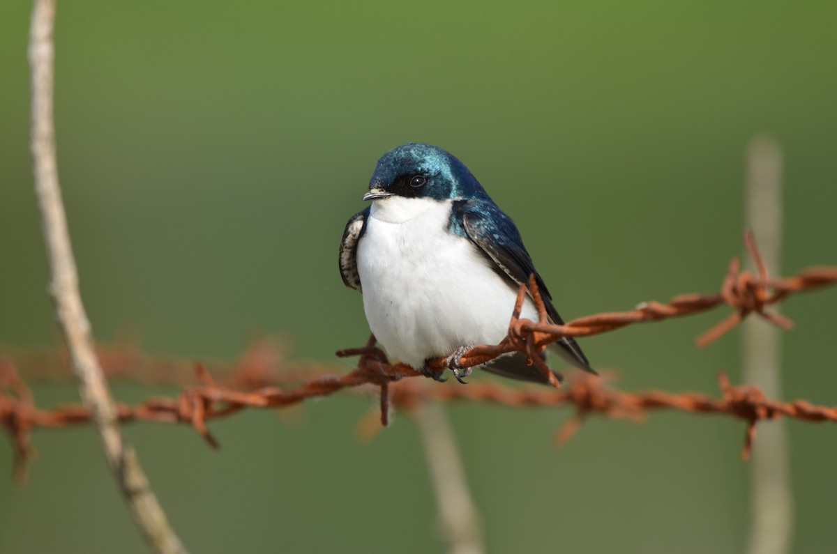 Tree Swallow - ML636683833