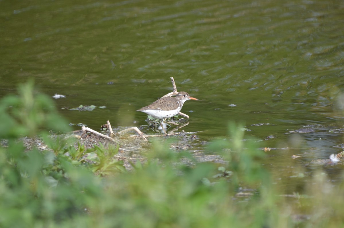 Spotted Sandpiper - ML636683854
