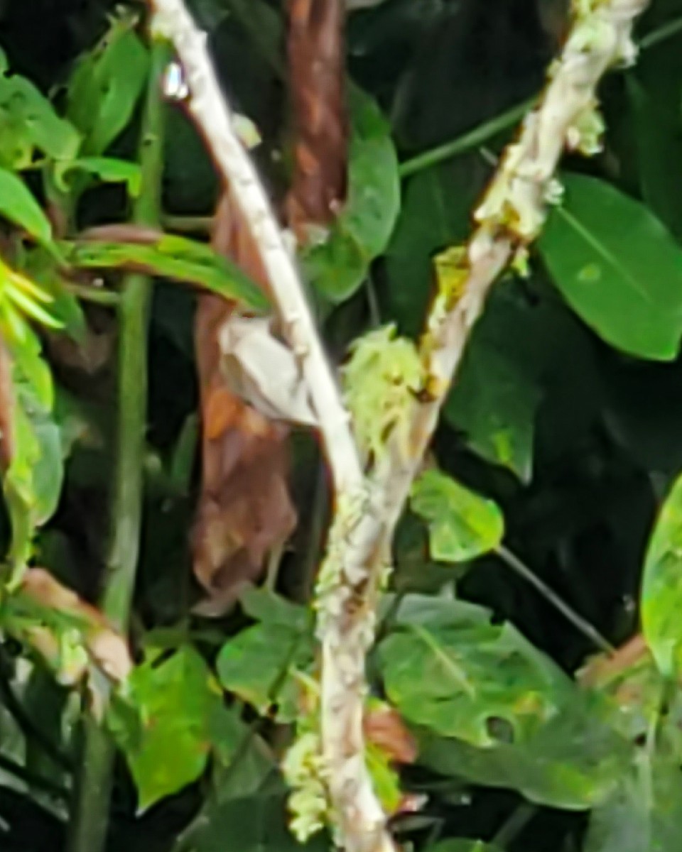 Grayish Piculet - ML636684102