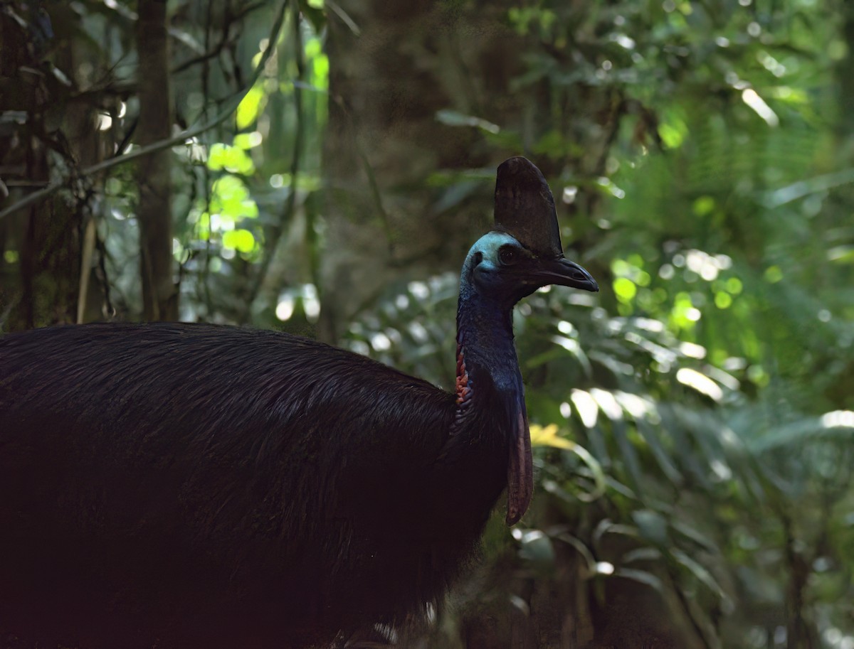 Southern Cassowary - ML636684158