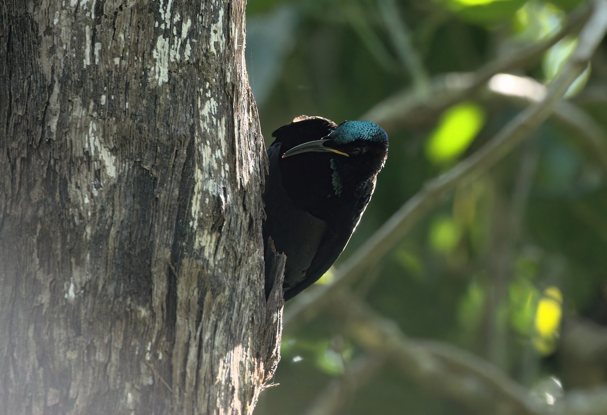 Victoria's Riflebird - ML636684167