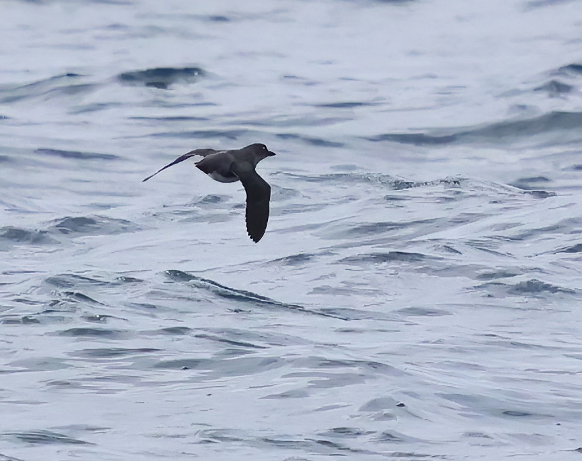 Cassin's Auklet - ML636684174