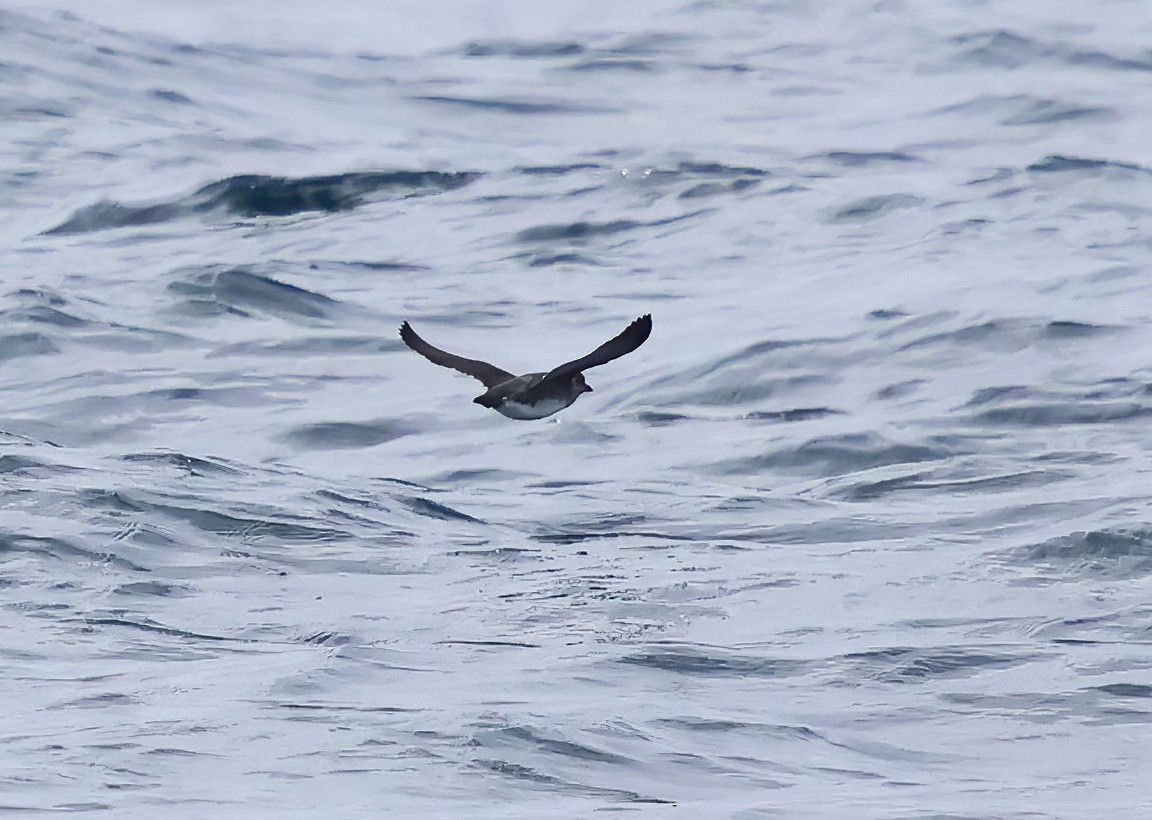 Cassin's Auklet - ML636684175