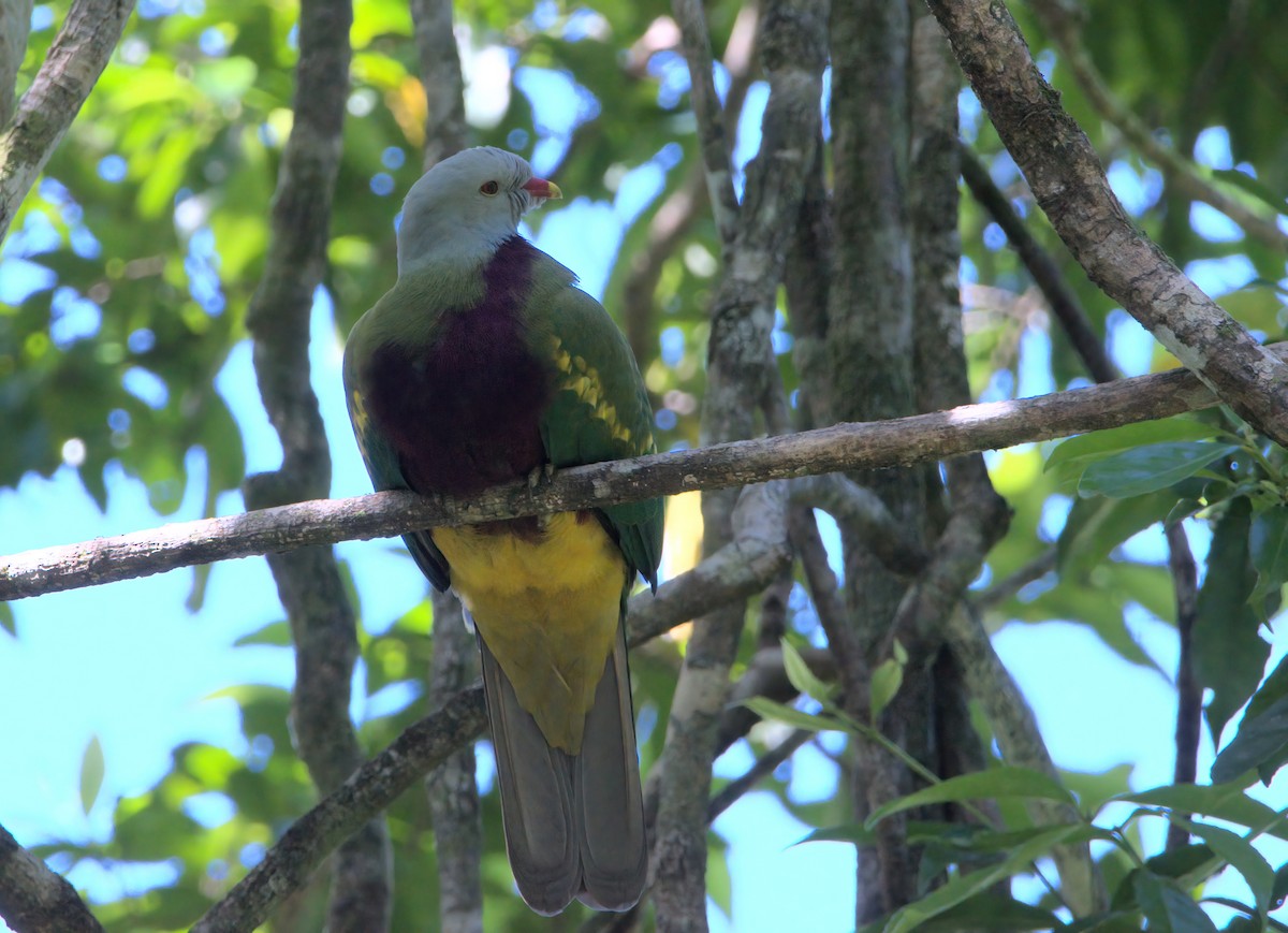 Wompoo Fruit-Dove - ML636684208