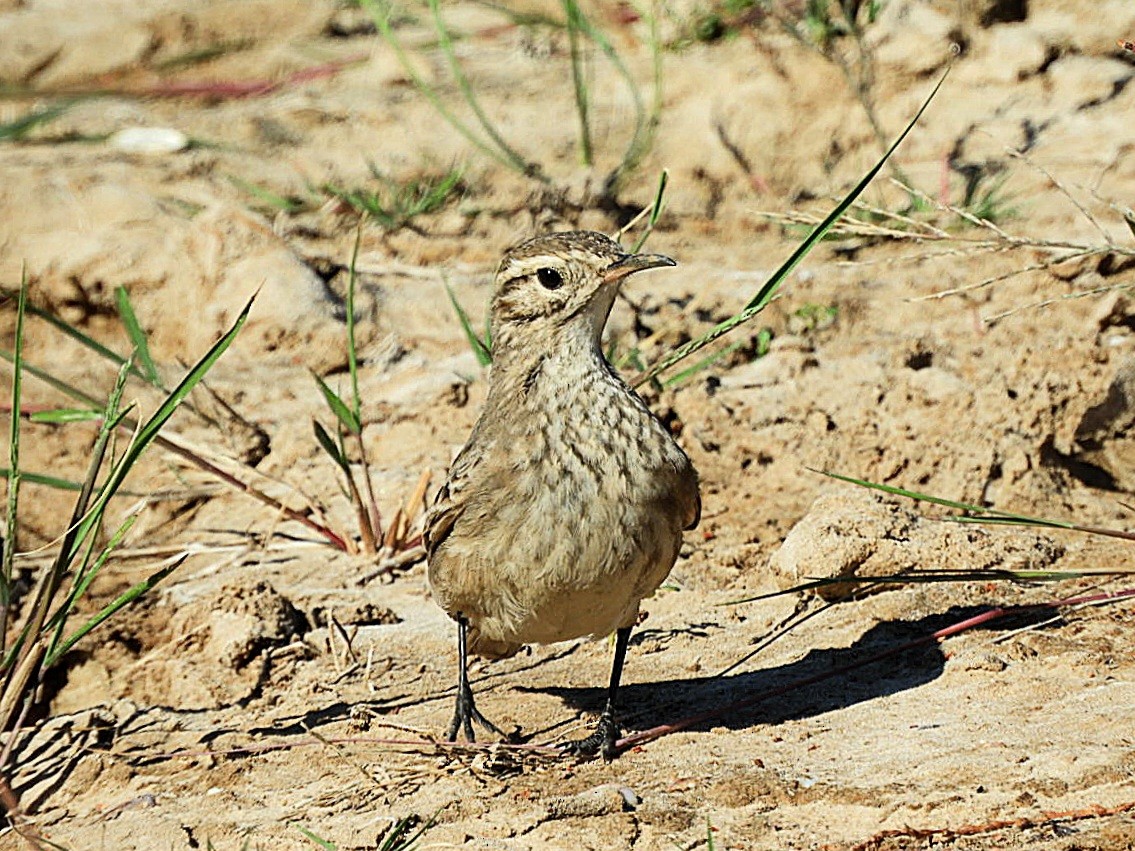 Common Miner - ML636684210