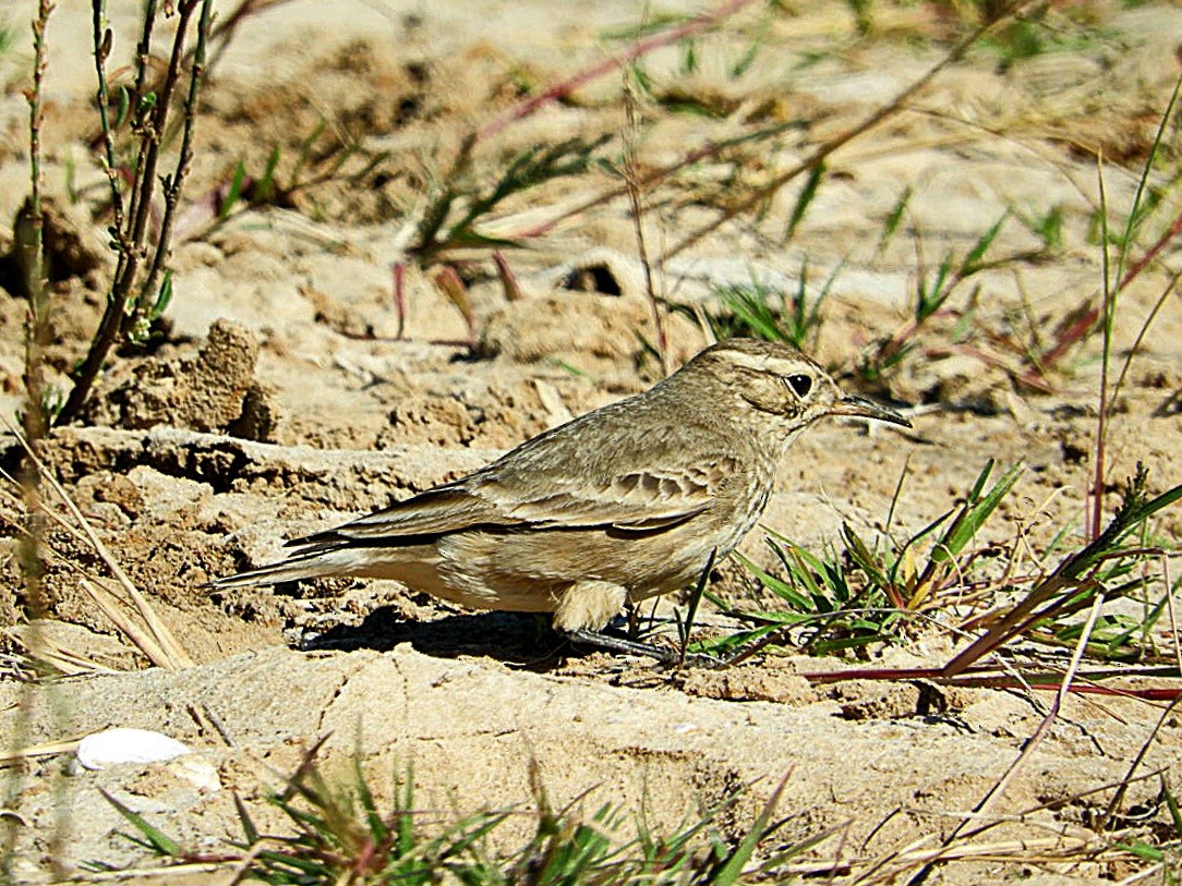 Common Miner - ML636684211