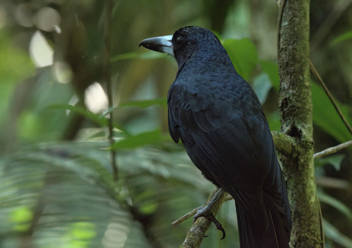 Black Butcherbird - ML636684239