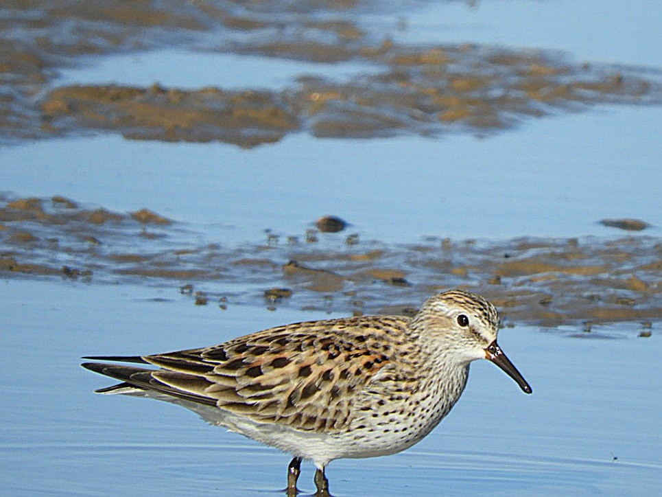 White-rumped Sandpiper - ML636684259