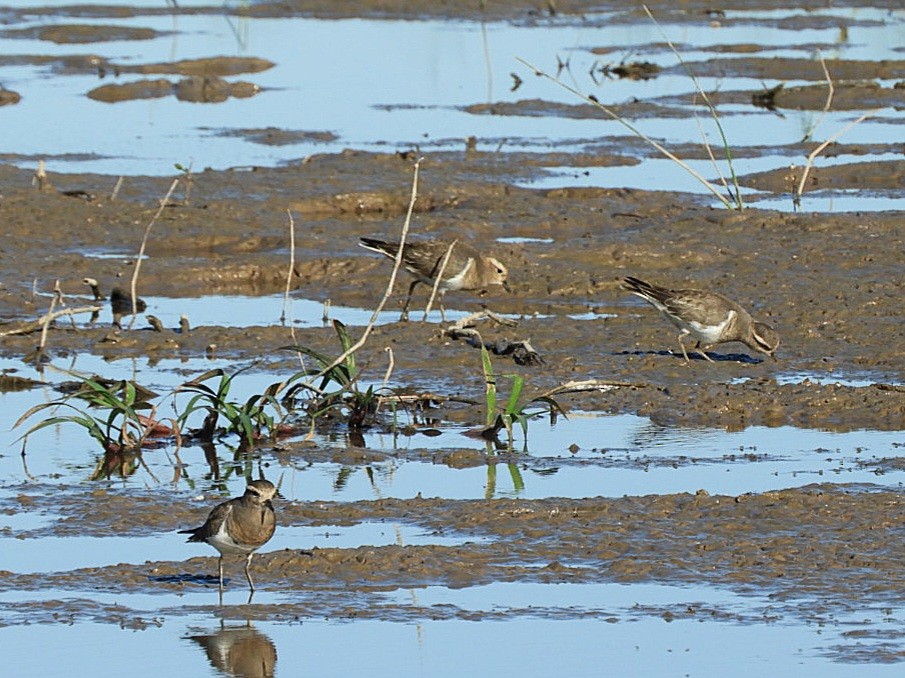 Rufous-chested Dotterel - ML636684295