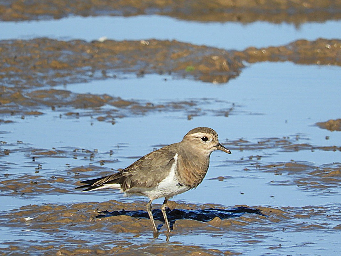 Rufous-chested Dotterel - ML636684296