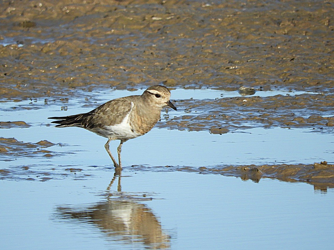 Rufous-chested Dotterel - ML636684297