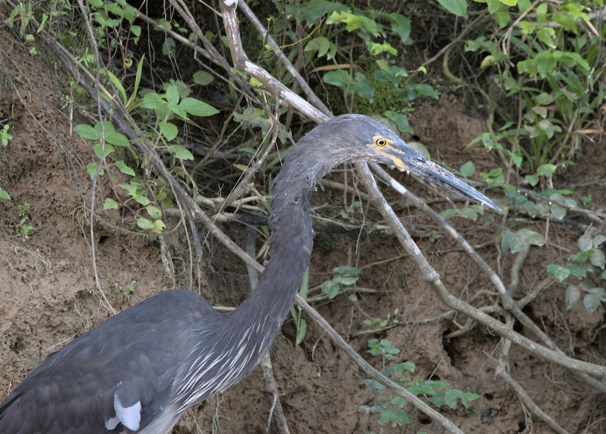 Great-billed Heron - ML636684301