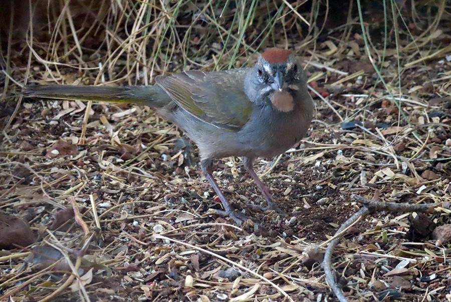 Green-tailed Towhee - ML636684302