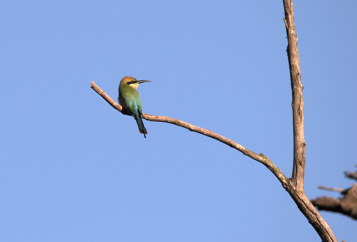 Rainbow Bee-eater - ML636684303