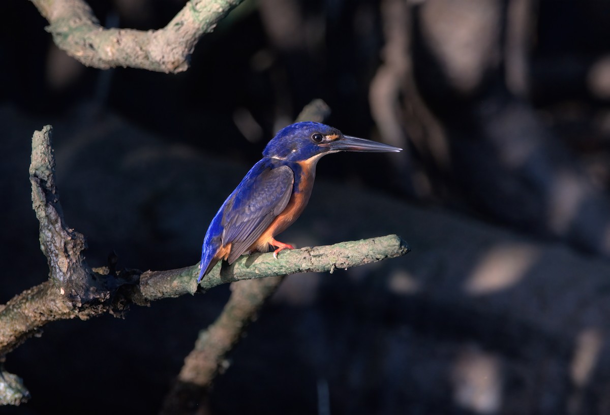 Azure Kingfisher - ML636684335