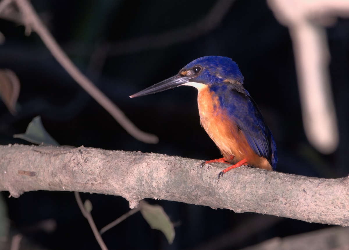 Azure Kingfisher - ML636684337