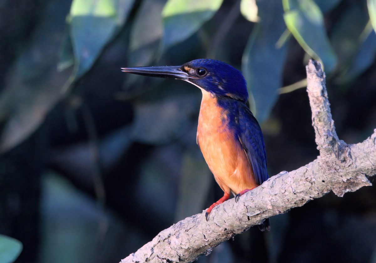 Azure Kingfisher - ML636684338