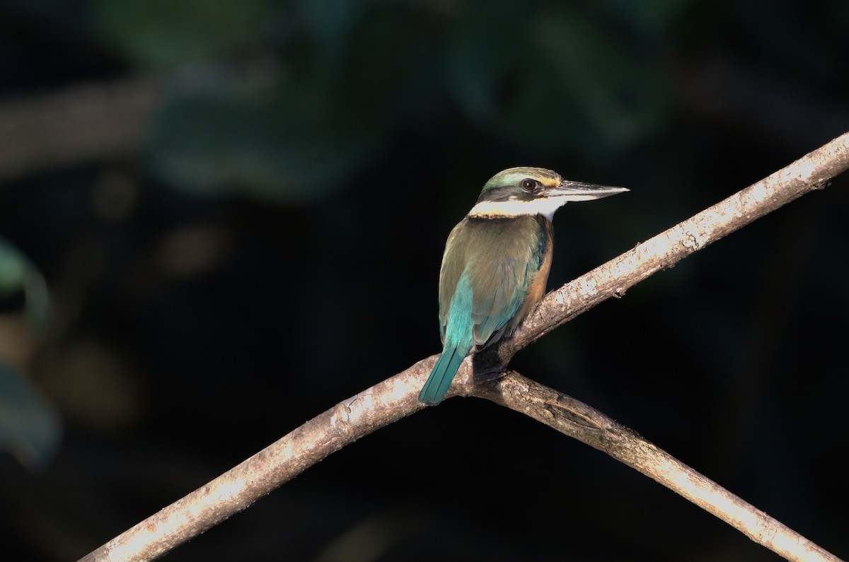Sacred Kingfisher - ML636684339