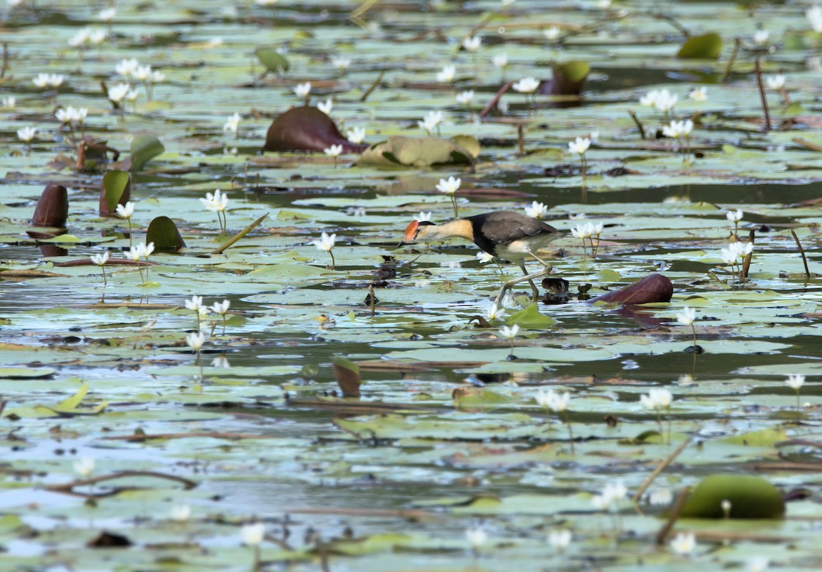 Comb-crested Jacana - ML636684371