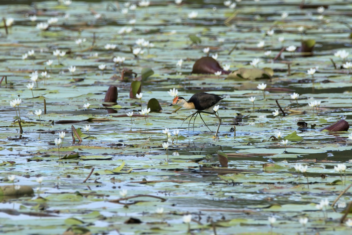 Comb-crested Jacana - ML636684372