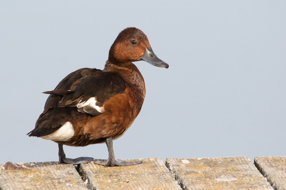 Ferruginous Duck - ML636684373