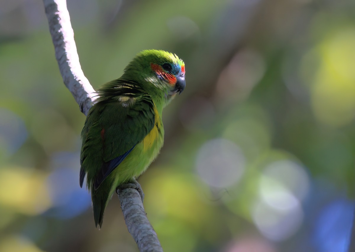 Double-eyed Fig-Parrot - ML636684390