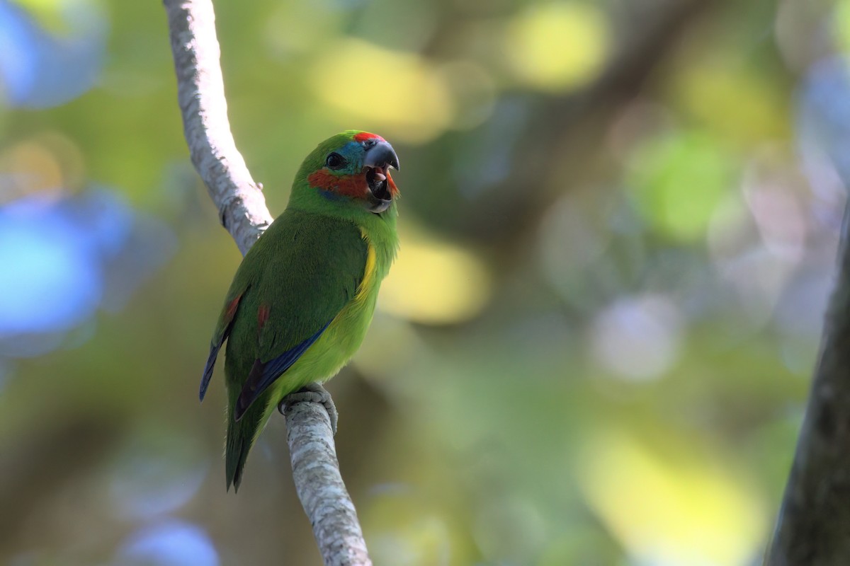 Double-eyed Fig-Parrot - ML636684391