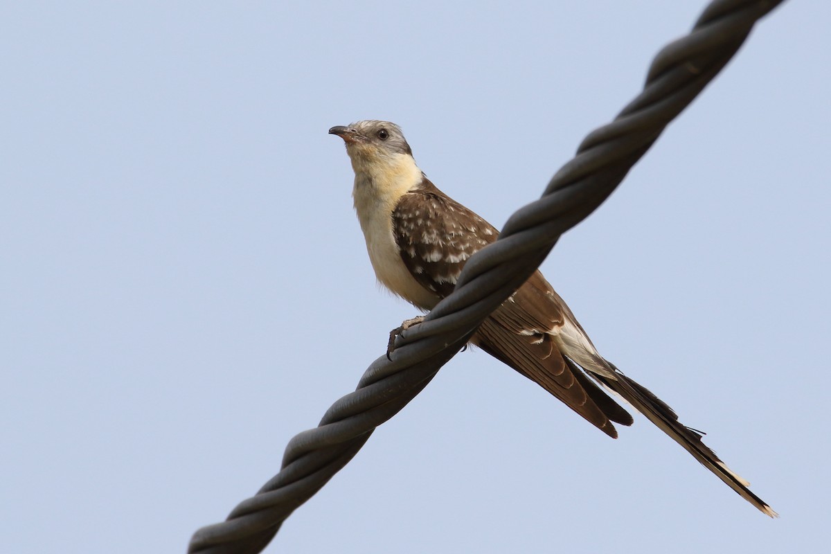 Great Spotted Cuckoo - ML636684394