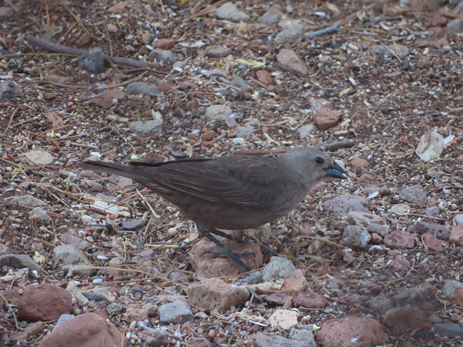 Brown-headed Cowbird - ML636684432