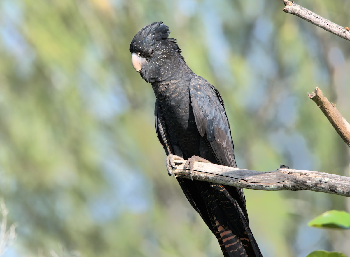 Red-tailed Black-Cockatoo - ML636684436