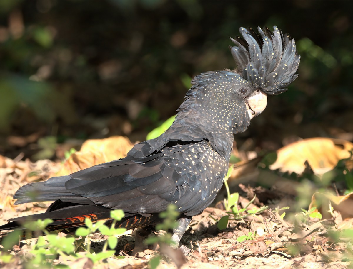 Red-tailed Black-Cockatoo - ML636684437