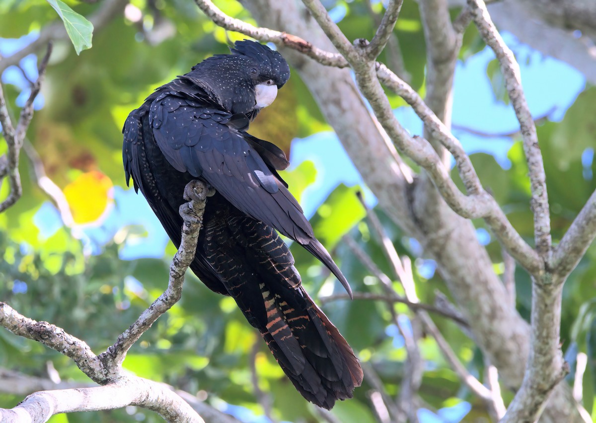 Red-tailed Black-Cockatoo - ML636684438