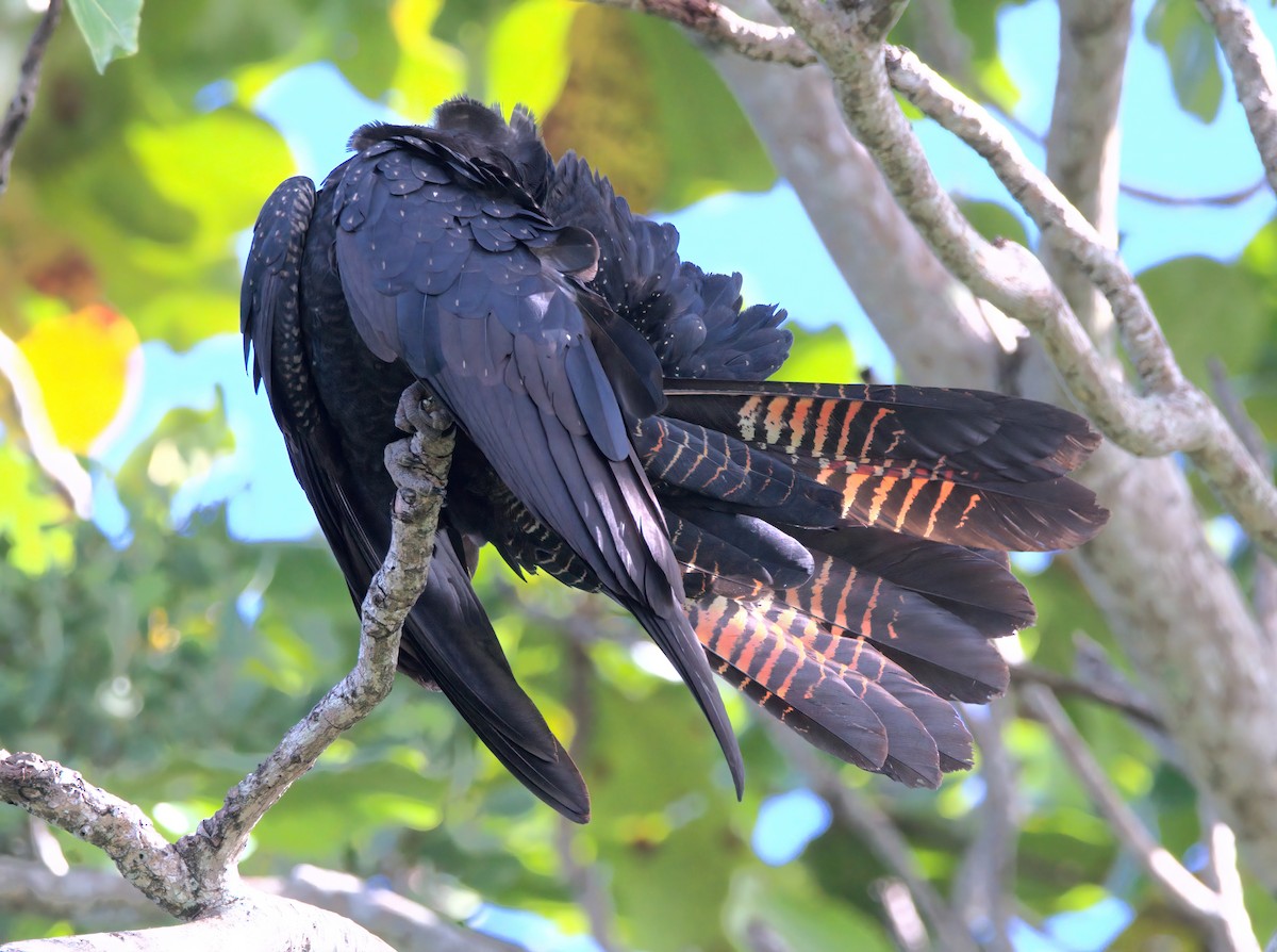 Red-tailed Black-Cockatoo - ML636684439