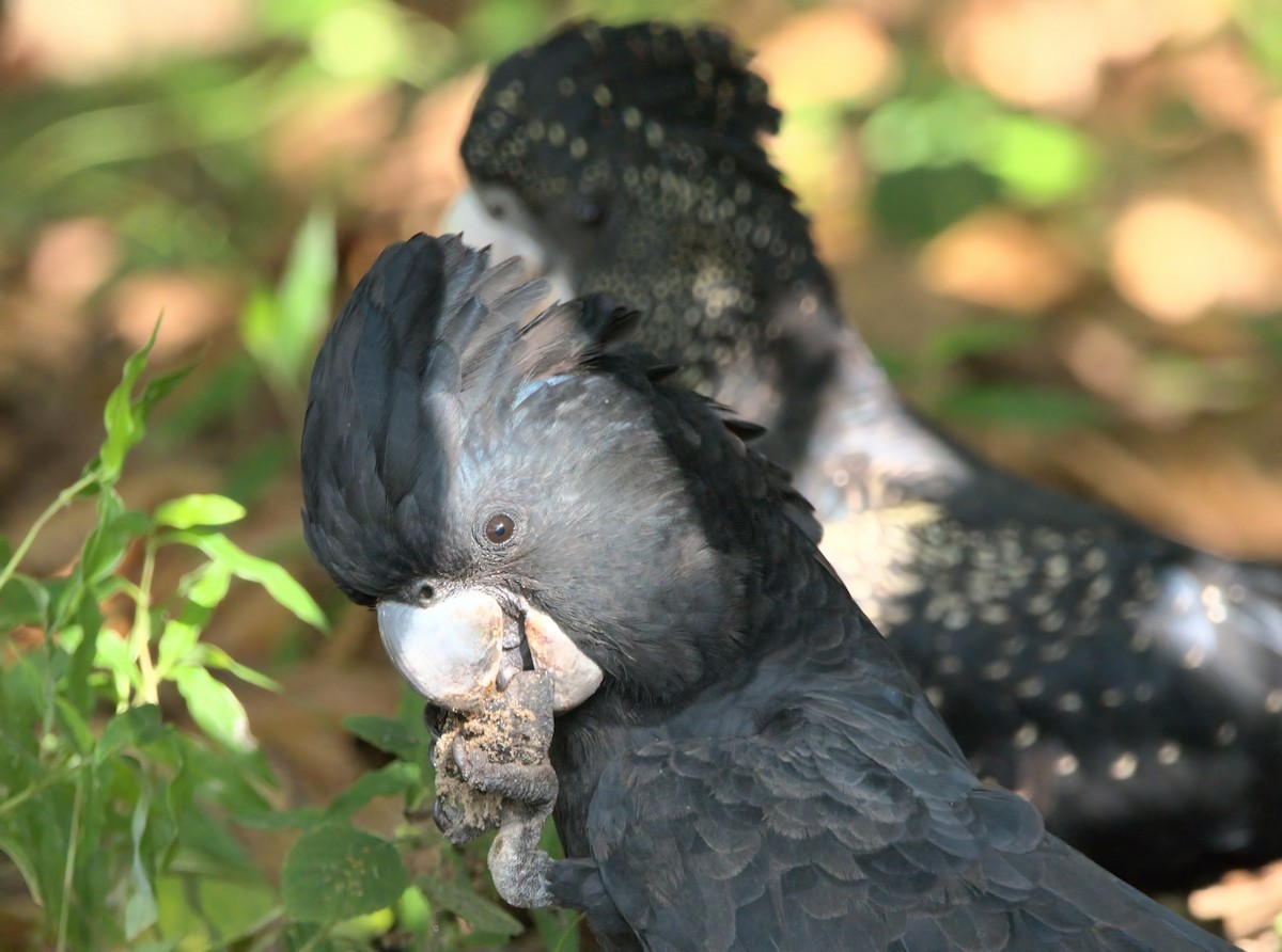Red-tailed Black-Cockatoo - ML636684440
