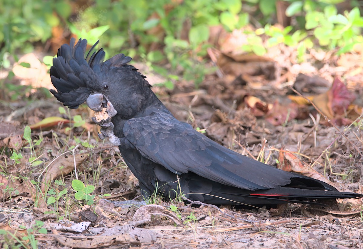 Red-tailed Black-Cockatoo - ML636684441