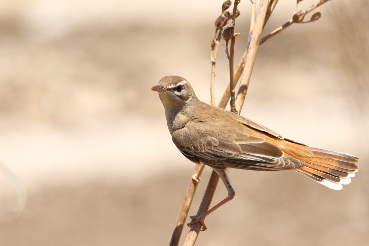Rufous-tailed Scrub-Robin - ML636684448