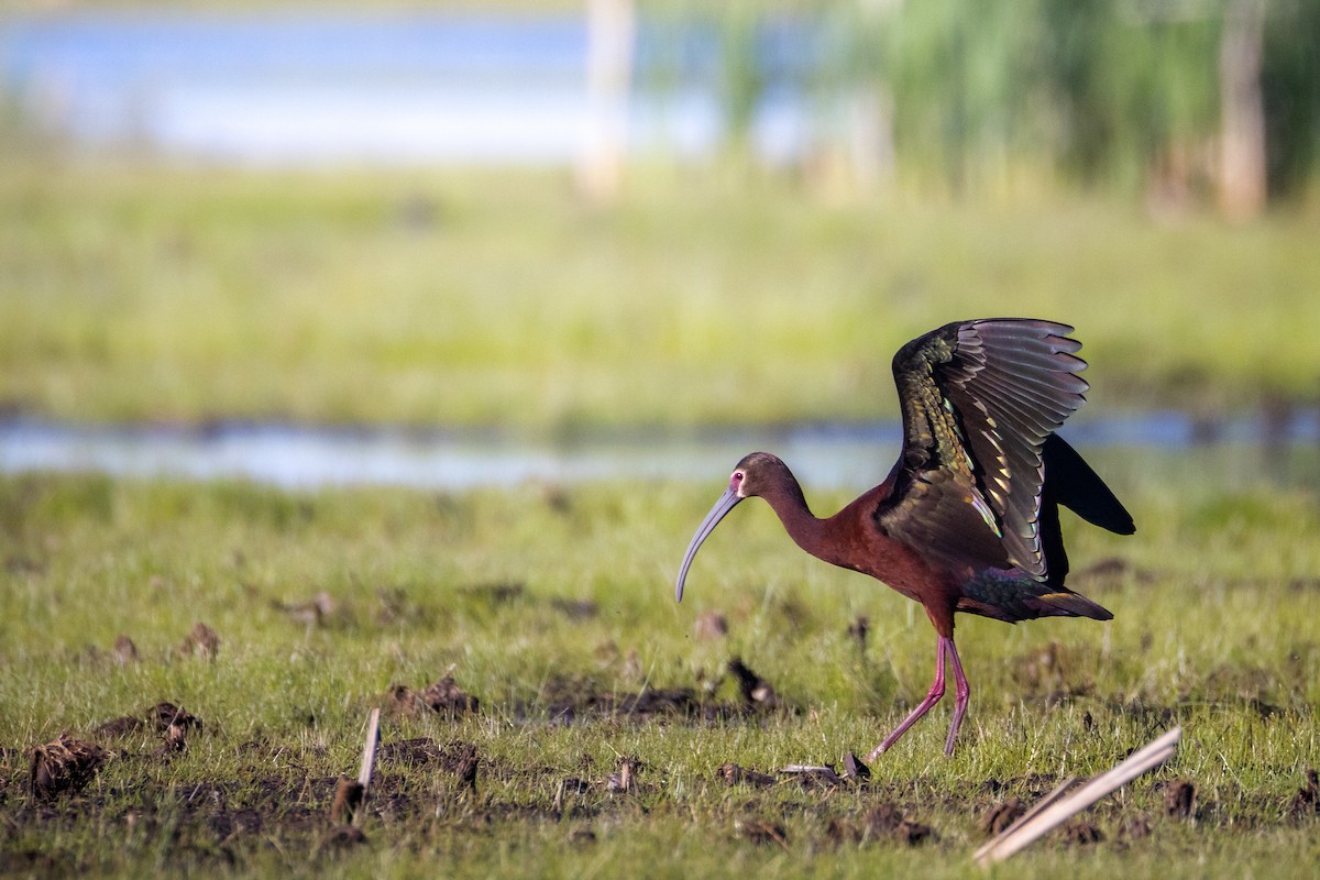 ibis americký - ML636684458