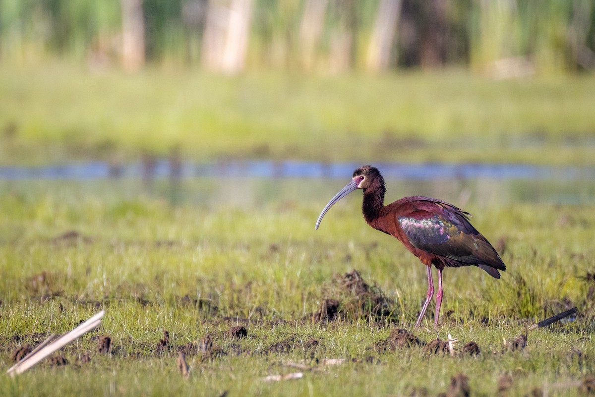 ibis americký - ML636684463